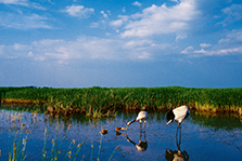 The Angel in the Lake